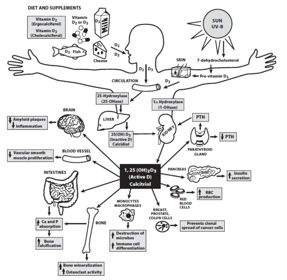 Vitamin D Physiology VDW#6550